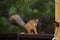 Squirrel on the railing on the balcony