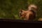 Squirrel on the railing on the balcony in the garden