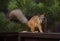 Squirrel on the railing on the balcony and pine tree