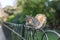 Squirrel on railings