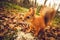 Squirrel red fur funny pets autumn forest on background