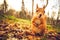 Squirrel red fur funny pets autumn forest on background