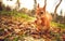 Squirrel red fur funny pets autumn forest on background