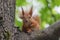 Squirrel red tree sits on a tree