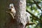 Squirrel resting on tree branch in woods.