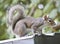 Squirrel on Roof