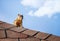 Squirrel on the roof top