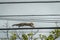 Squirrel Running on Telephone Wire