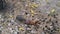 Squirrel runs among rocks and cones in search of food