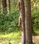 Squirrel runs through the trees in the Park