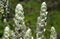 Squirrel`s tail or paper plume flowers, Justicia betonica, on tropical garden