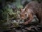 Squirrel, Sciurus vulgaris, cautiously and curiously creeps through the undergrowth on which there are withered brown leaves, dark