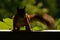 Squirrel, Sciurus vulgaris in closeup, silhouette in backlight.