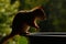 Squirrel, Sciurus vulgaris in closeup, silhouette in backlight.