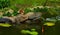 Squirrel, Sciurus vulgaris sitting and fishing in a garden pond in Sweden.