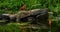 Squirrel, Sciurus vulgaris sitting and fishing in a garden pond in Sweden.