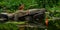 Squirrel, Sciurus vulgaris sitting and fishing in a garden pond in Sweden.