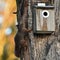Squirrel, Sciurus vulgaris on a tree trunk and looking into the birdhouse