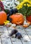 squirrel searches around for food, while in the back ground, his sneaky partner is eating pumpkin seeds