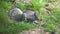 A squirrel searching and eating seeds on the ground