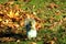 Squirrel searching for food through fallen fall leaves