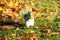 Squirrel searching for food through fallen fall leaves