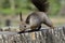 Squirrel searching for food on top of log