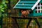 A squirrel seeks food  in a green birdhouse on a rainy autumn day