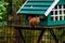 A squirrel seeks food  in a green birdhouse on a rainy autumn day