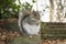 Squirrel Sheffield Botanical Gardens South Yorkshire December 2017