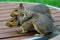 Squirrel Siblings Hugging