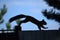 Squirrel silhouette walks along the fence and pine branches