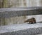 Squirrel in the Singapore Botanic Gardens