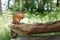 Squirrel sit on old wooden beam