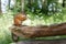 Squirrel sit on old wooden beam