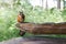 Squirrel sit on old wooden beam