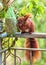 Squirrel sits on a balcon edge. He sniffs and examines the green bag with nuts hanging on a tree, to see if it is something edible