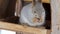 A squirrel sits in a bird feeder in a natural park and eats sunflower seeds.