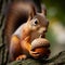 Squirrel sits on branch preparing acorns for hibernation