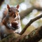 Squirrel sits on branch preparing acorns for hibernation