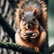 Squirrel sits on branch preparing acorns for hibernation