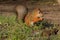 Squirrel sits in the forest and eats