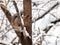 Squirrel sits on frozen tree branch in snowy winter forest and eats food