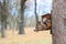 Squirrel sits on a manger with seeds