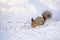 Squirrel sits in snow and eats nuts in winter snowy park. Winter color of animal.