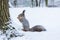Squirrel sits in snow by tree and eats nuts in winter snowy park. Winter color of animal