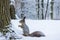 Squirrel sits in snow by tree and eats nuts in winter snowy park. Winter color of animal