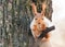 Squirrel sits on a tree close-up in a park area.