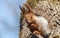 Squirrel sits on a tree close-up in a park area.