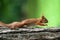 Squirrel sits on a tree close-up in a park area.